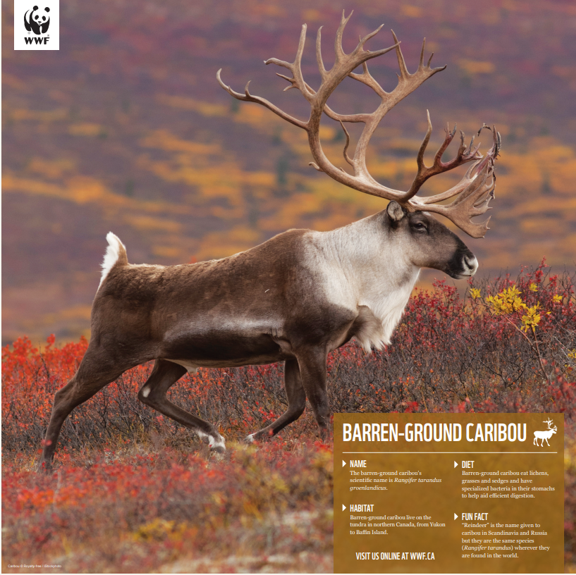 Caribou (Reindeer) - WWF-Canada