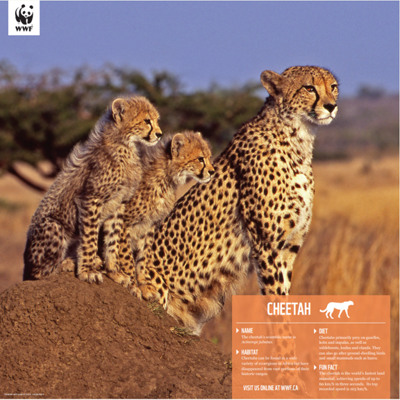 Cheetah - WWF-Canada