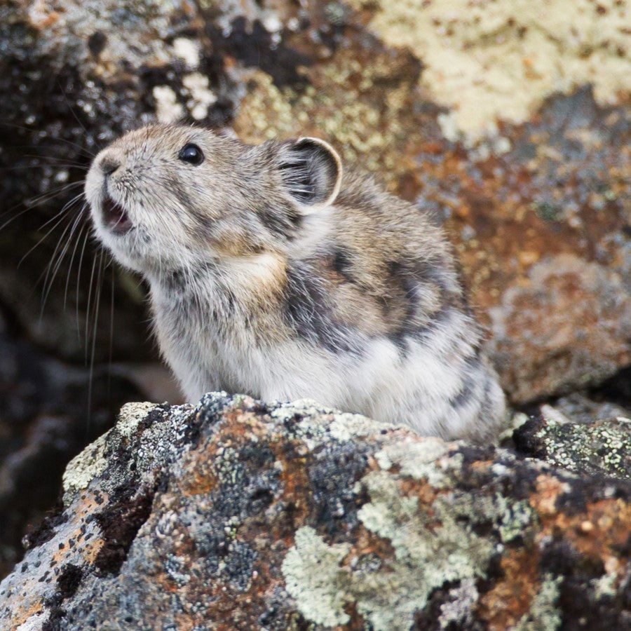 Collared pika adoption card - WWF-Canada