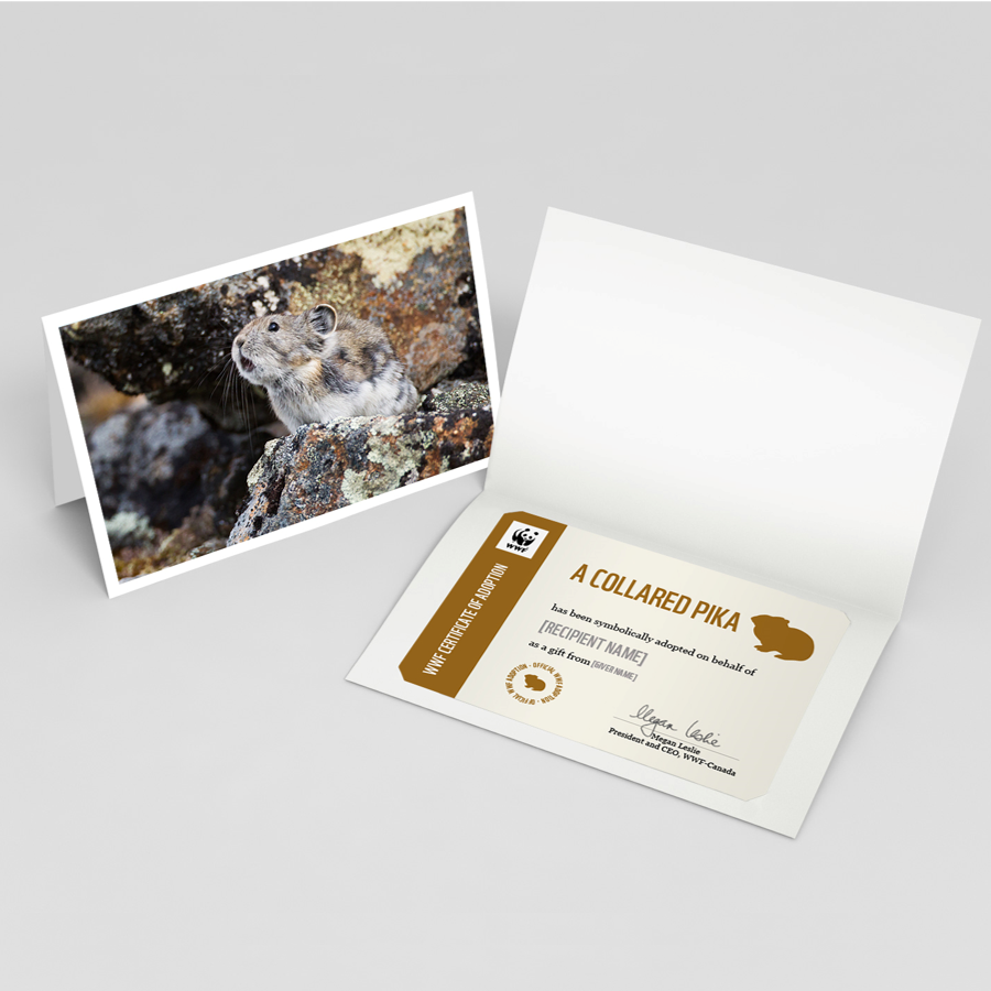 Collared pika adoption card - WWF-Canada