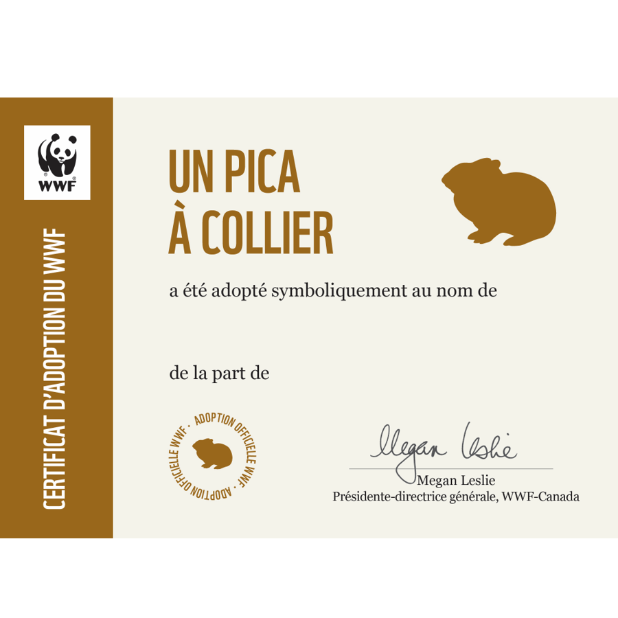 Carte pica à collier - WWF-Canada
