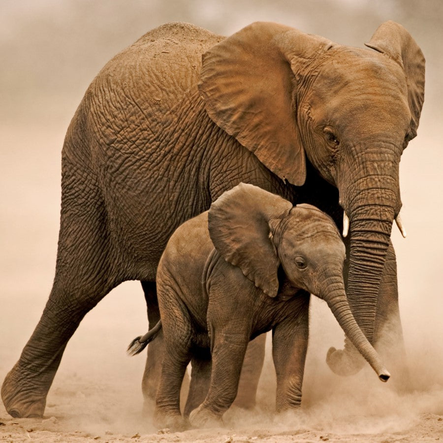 Mother elephant and calf
