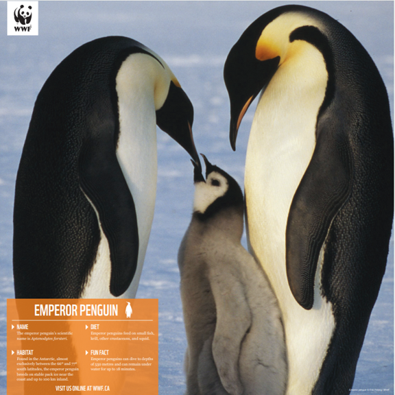 a picture of the emperor penguin poster