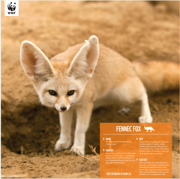 Fennec fox - WWF-Canada