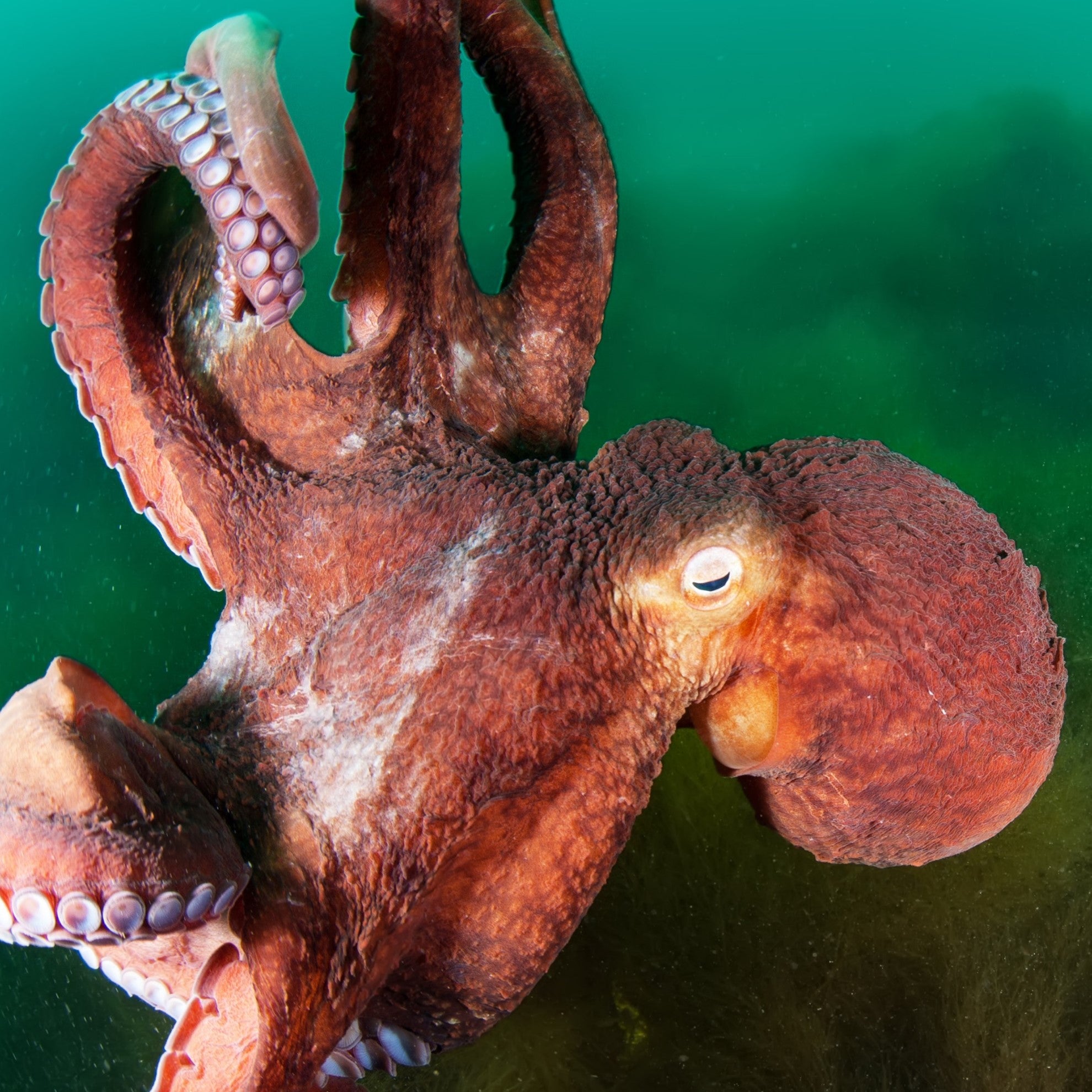 A picture of a giant Pacific octopus under water
