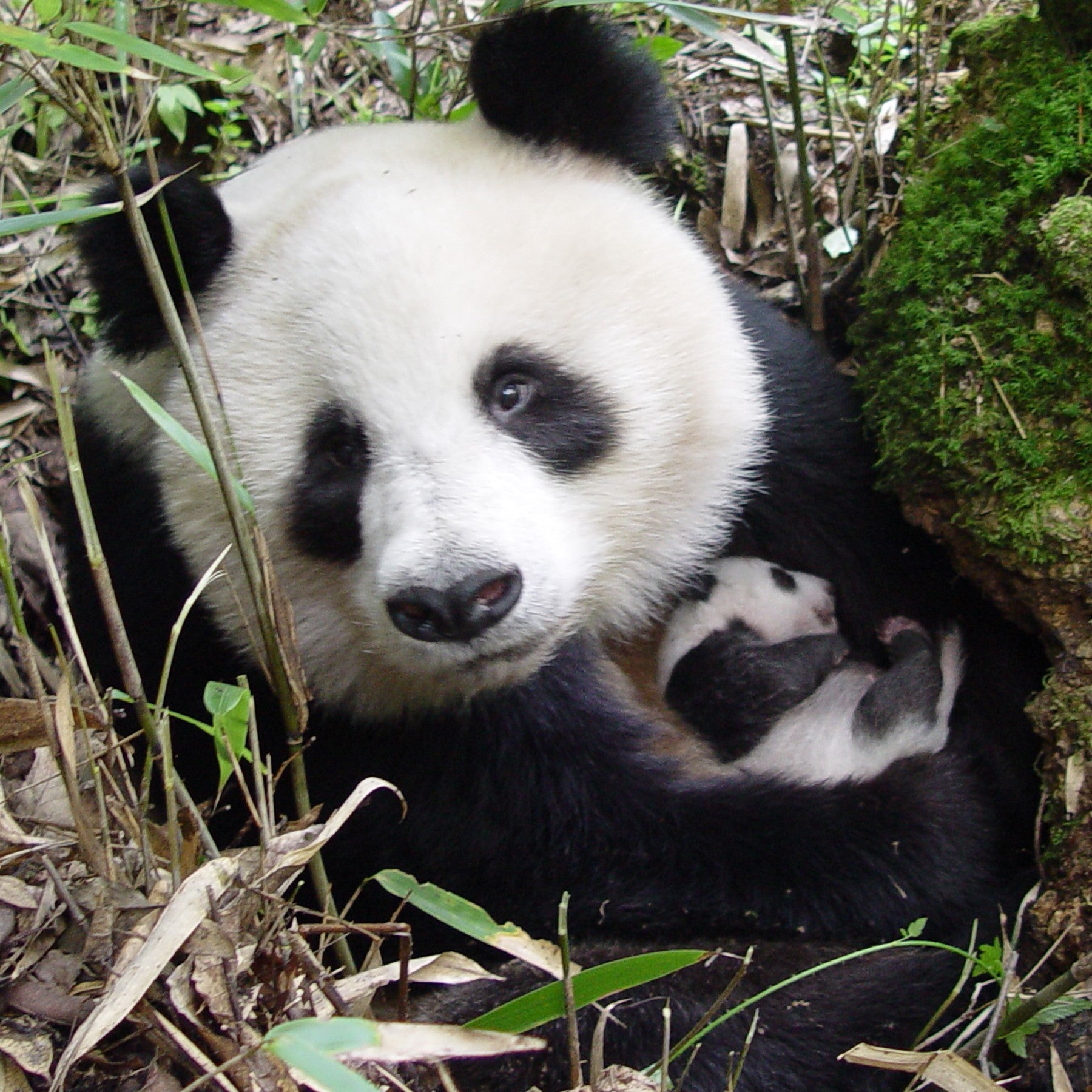 A picture of a giant panda mother holding her cub