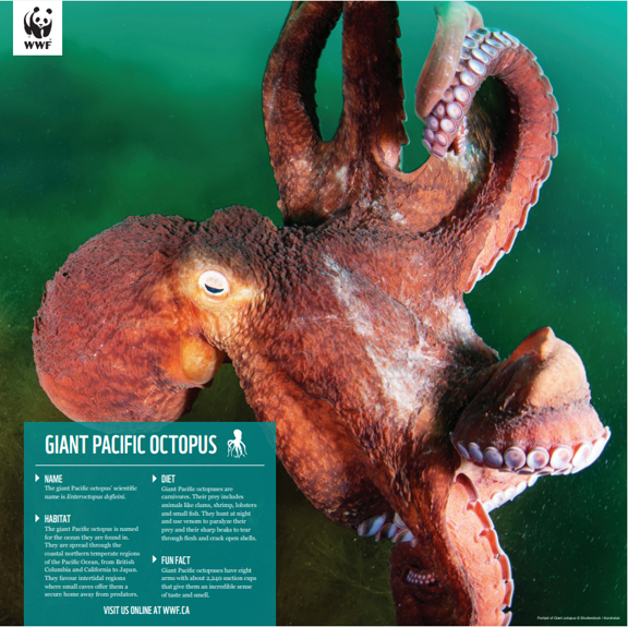 Giant Pacific octopus - WWF-Canada