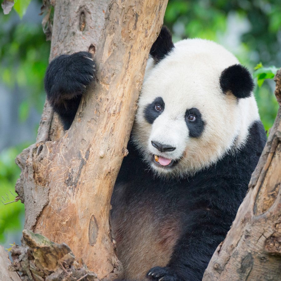 démontrons notre amour pour le panda - WWF-Canada