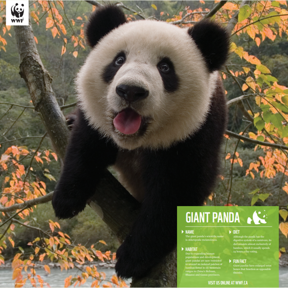 A picture of a giant panda poster