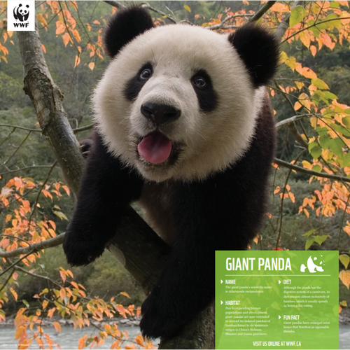 Adopt a Giant Panda | Plush & Certificate Gift Kits