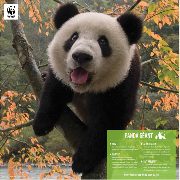 Panda géant - WWF-Canada