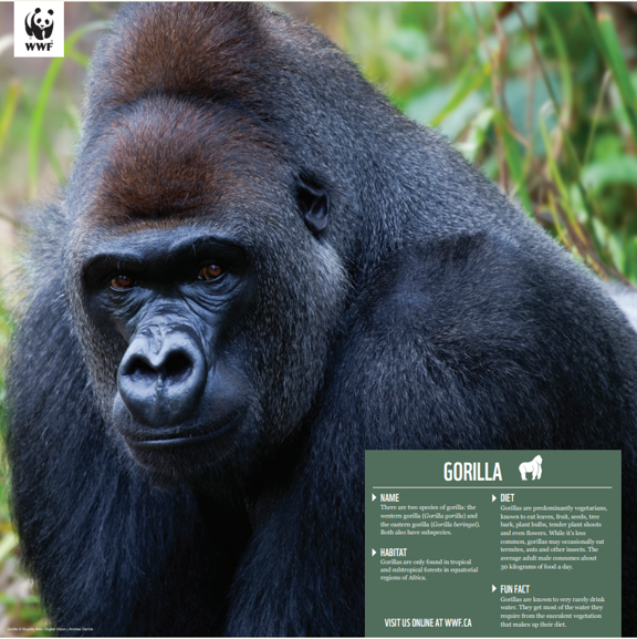 Gorilla - WWF-Canada