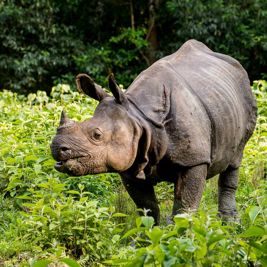 ensure a rhino keeps its horn - WWF-Canada
