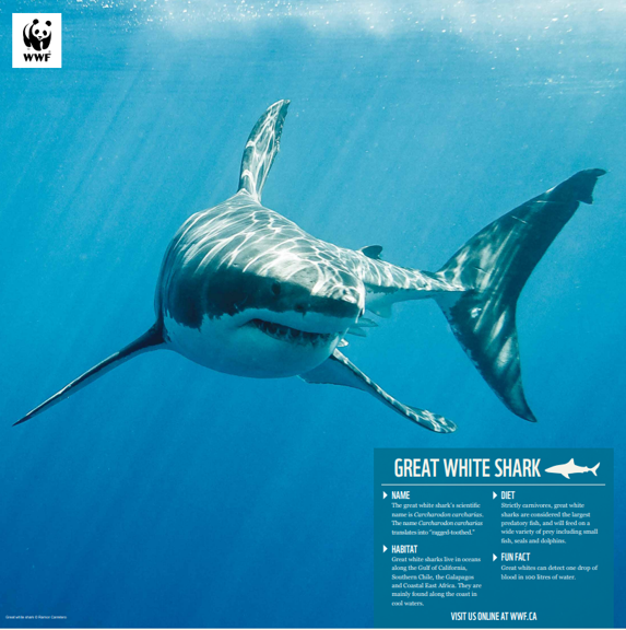 A picture of the great white shark poster