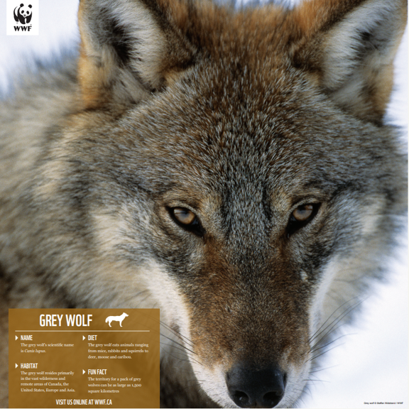 a picture of the grey wolf poster