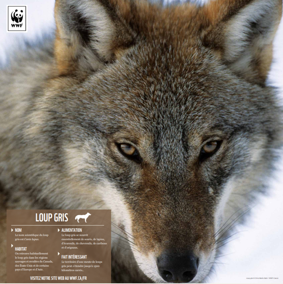 Loup gris - WWF-Canada