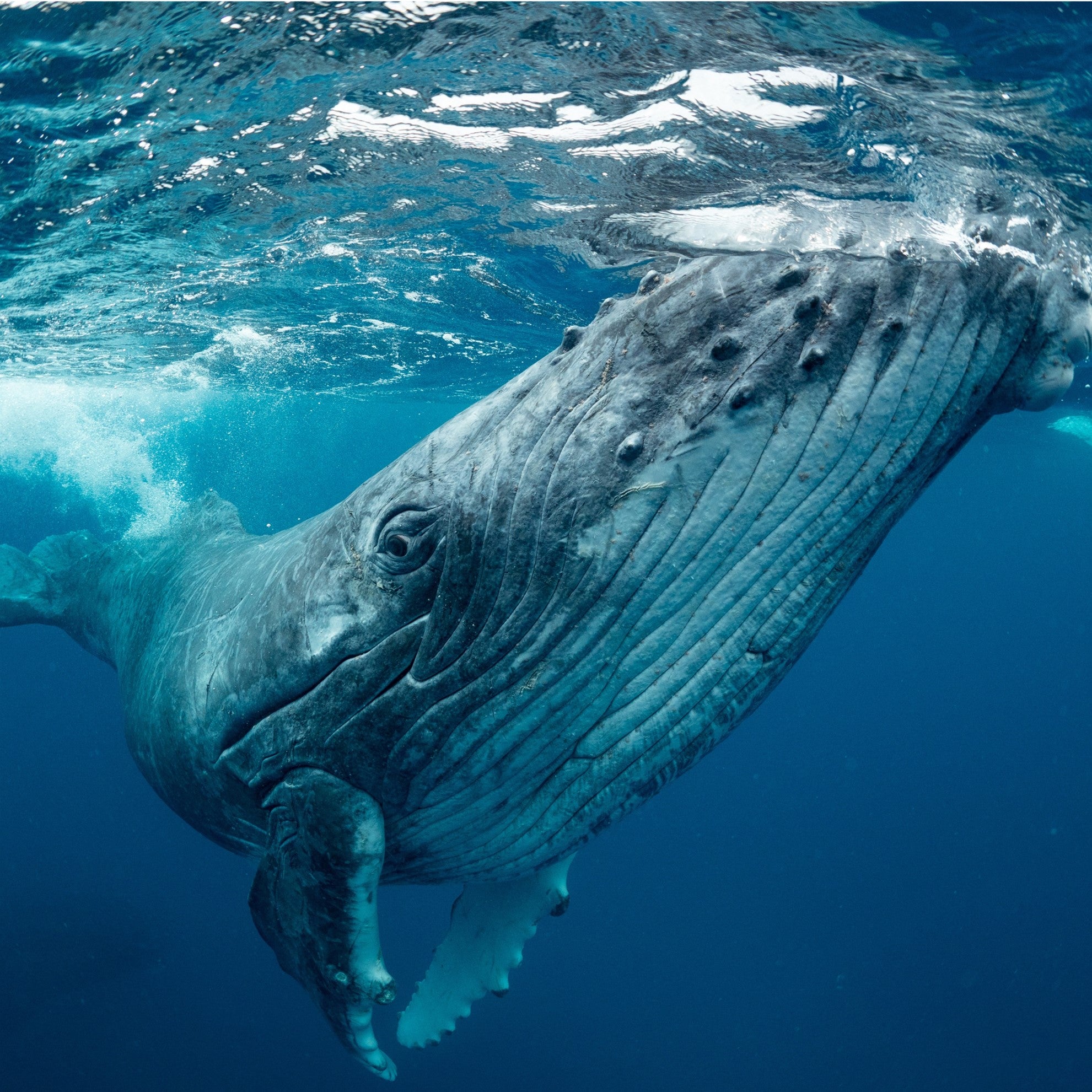 An underwater photo of a humpback whale