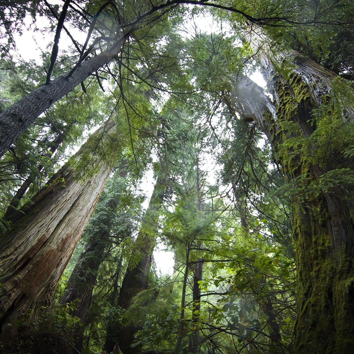 Trees in the Great Bear Rainforest, British Columbia, Canada