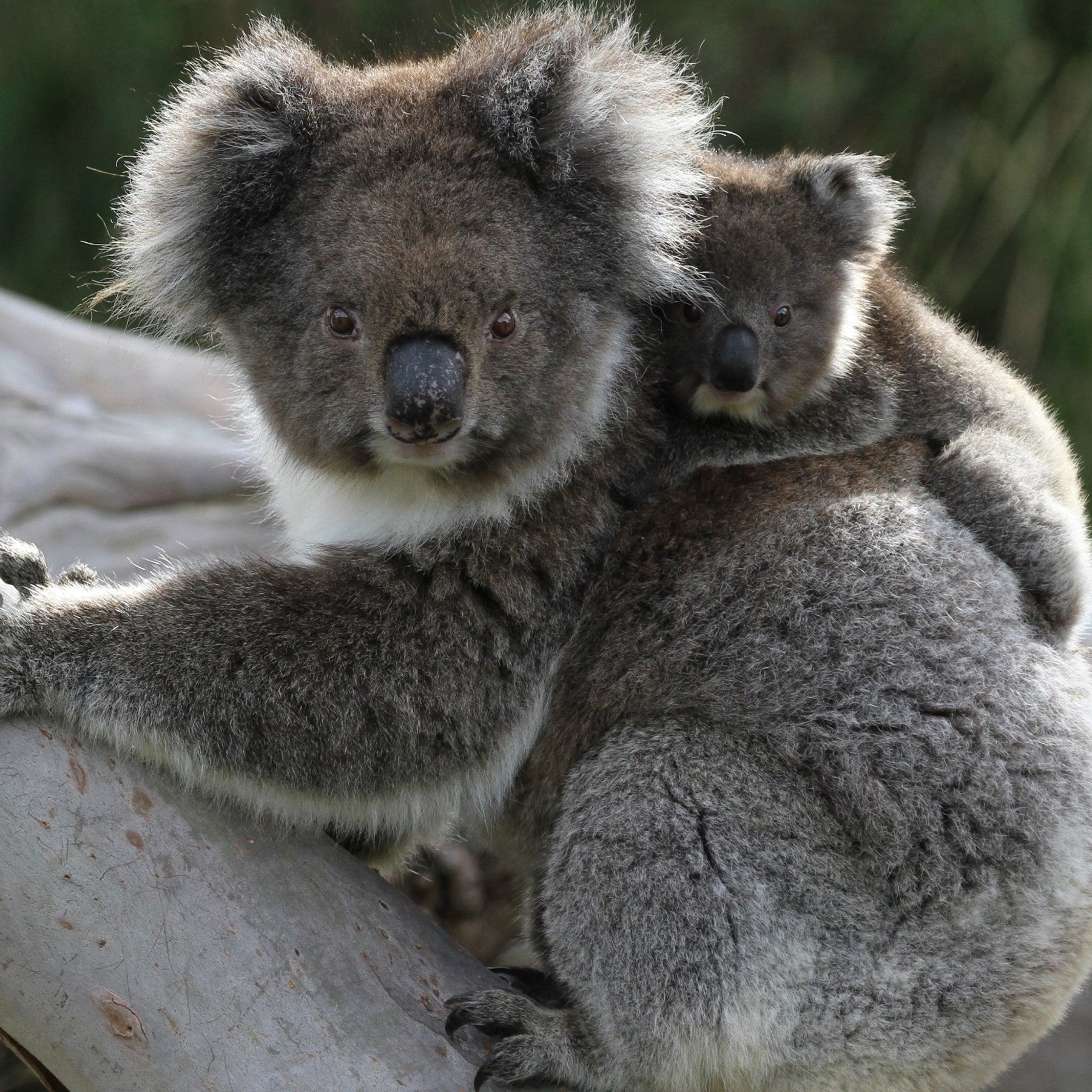 A picture of a mother koala with her joey on her back