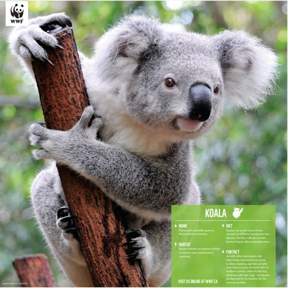 Koala family - WWF-Canada