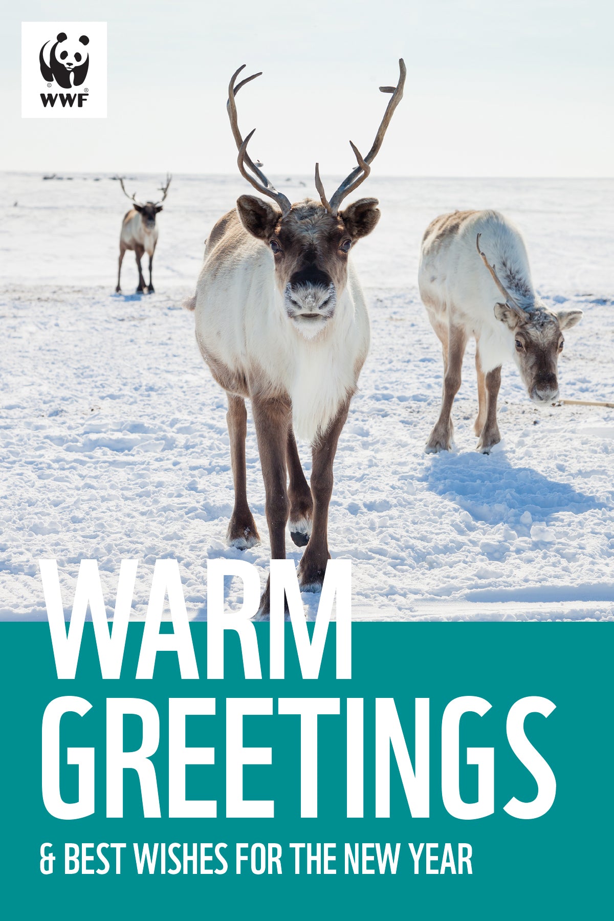 Holiday greeting card - caribou image. "Warm greetings & best wishes for the New Year"