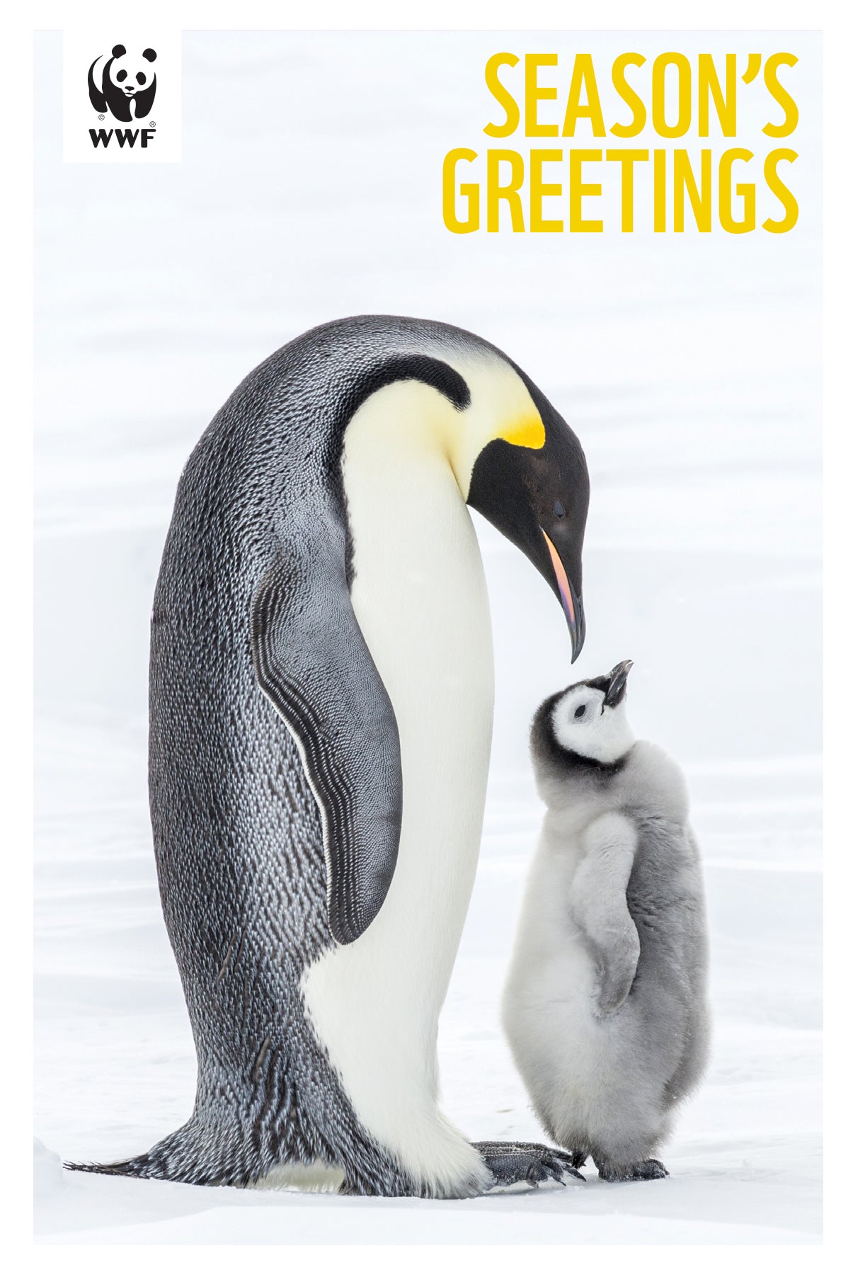 WWF-Canada Holiday Greeting Cards - emperor penguin image. "Season's greetings"