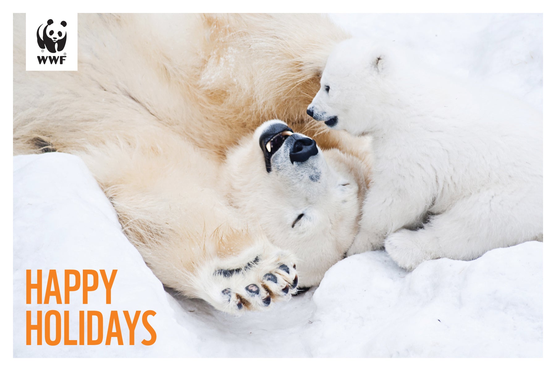 Holiday greeting card - polar bear image. "Happy holidays"