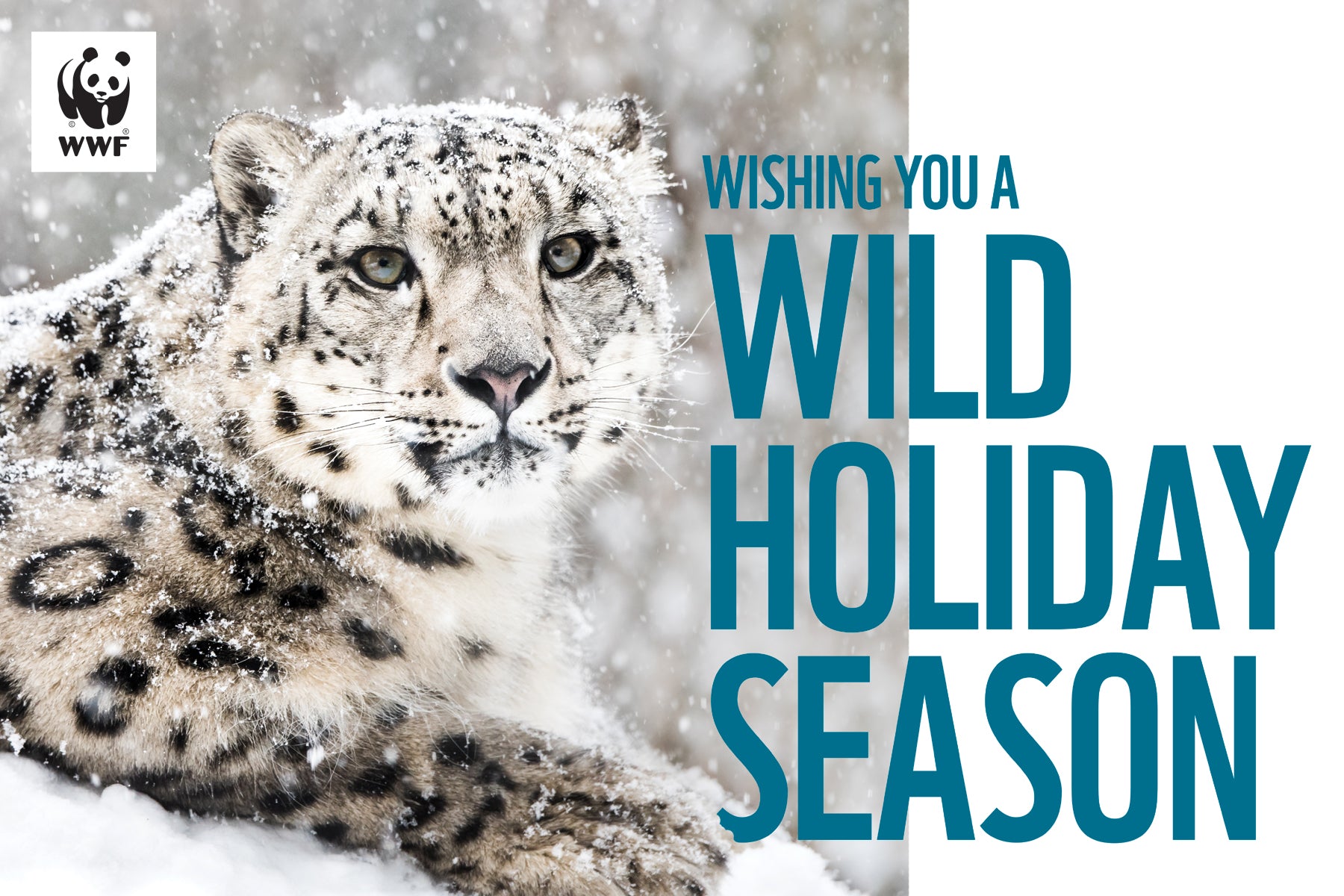 Holiday greeting card - snow leopard image. "Wishing you a wild holiday season"