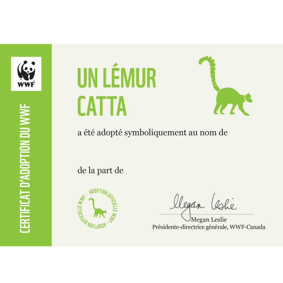 Lémur catta - WWF-Canada