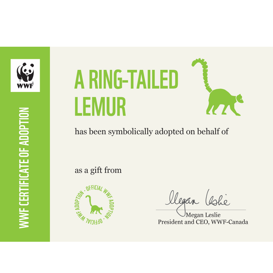 Ring-tailed lemur adoption certificate