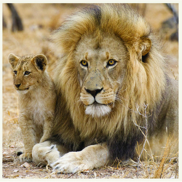 Lion & Lioness - WWF-Canada