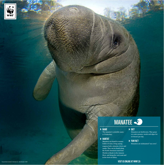 a picture of the manatee poster