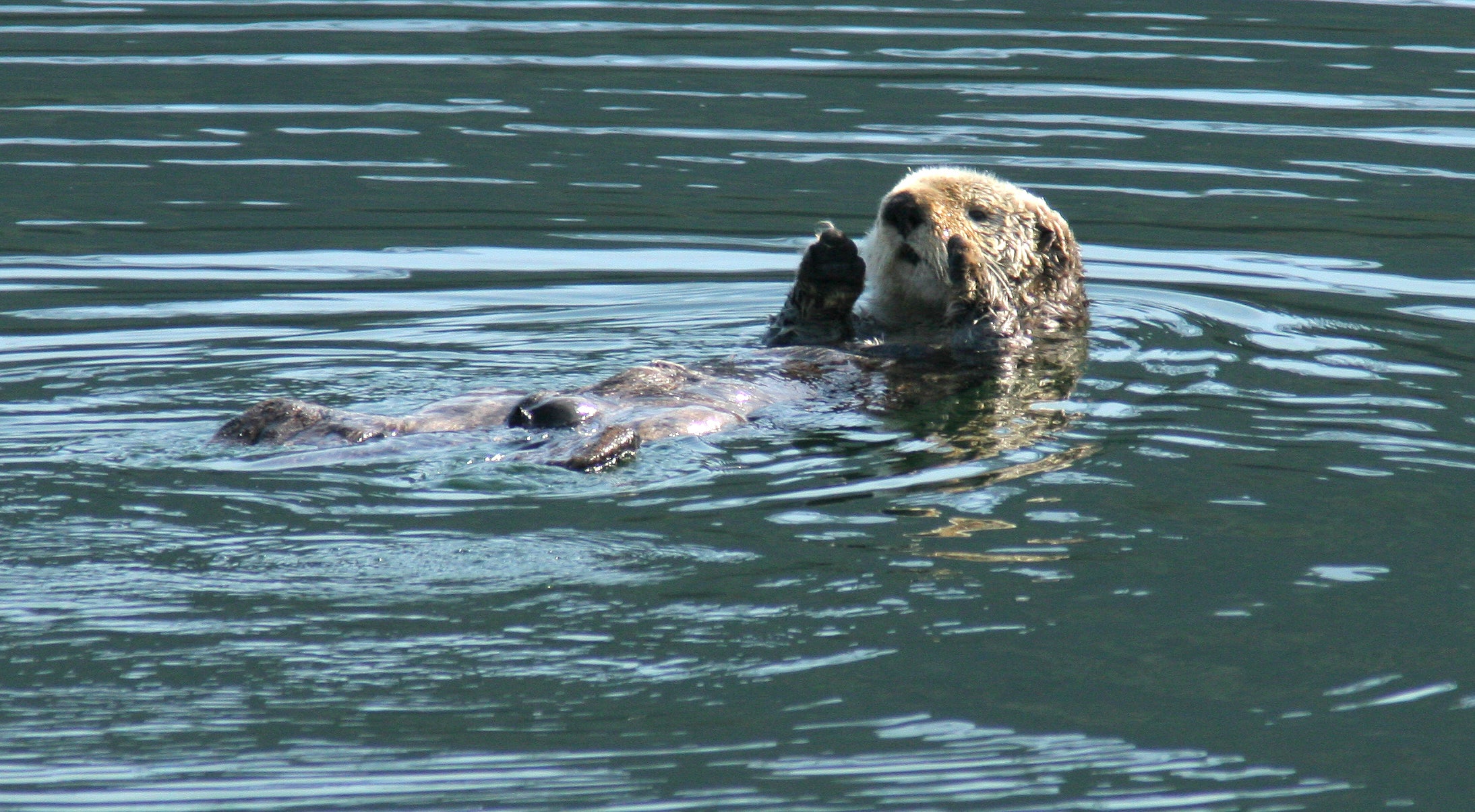 protégeons l’habitat de la loutre de mer - WWF-Canada