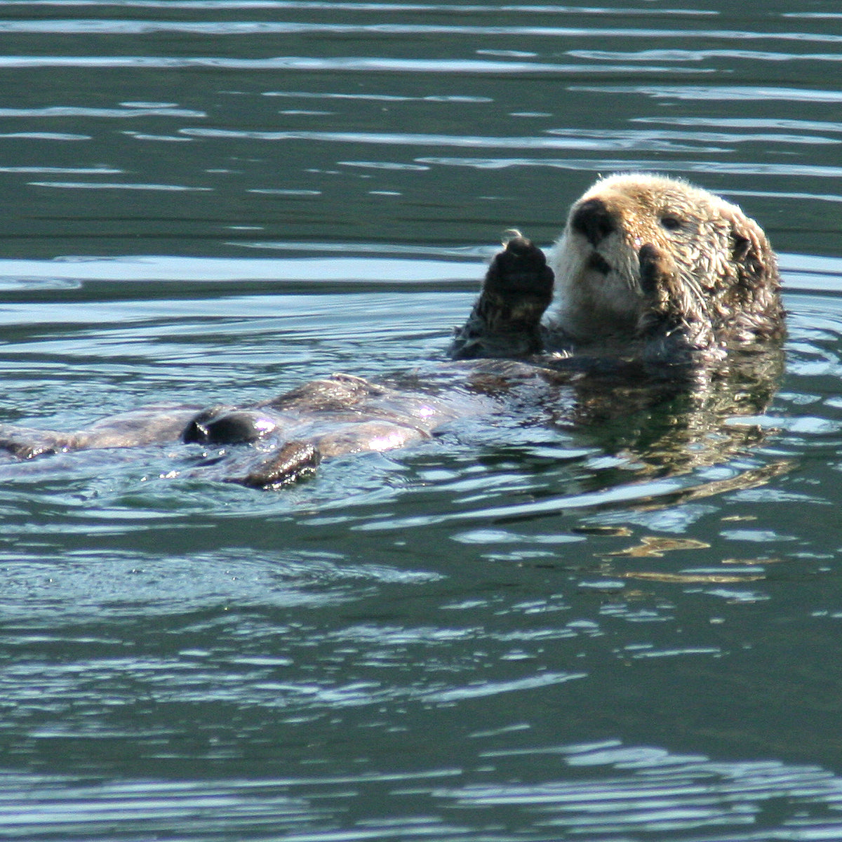  Fishing Sea Otter Family Matching Gifts Shirt Father