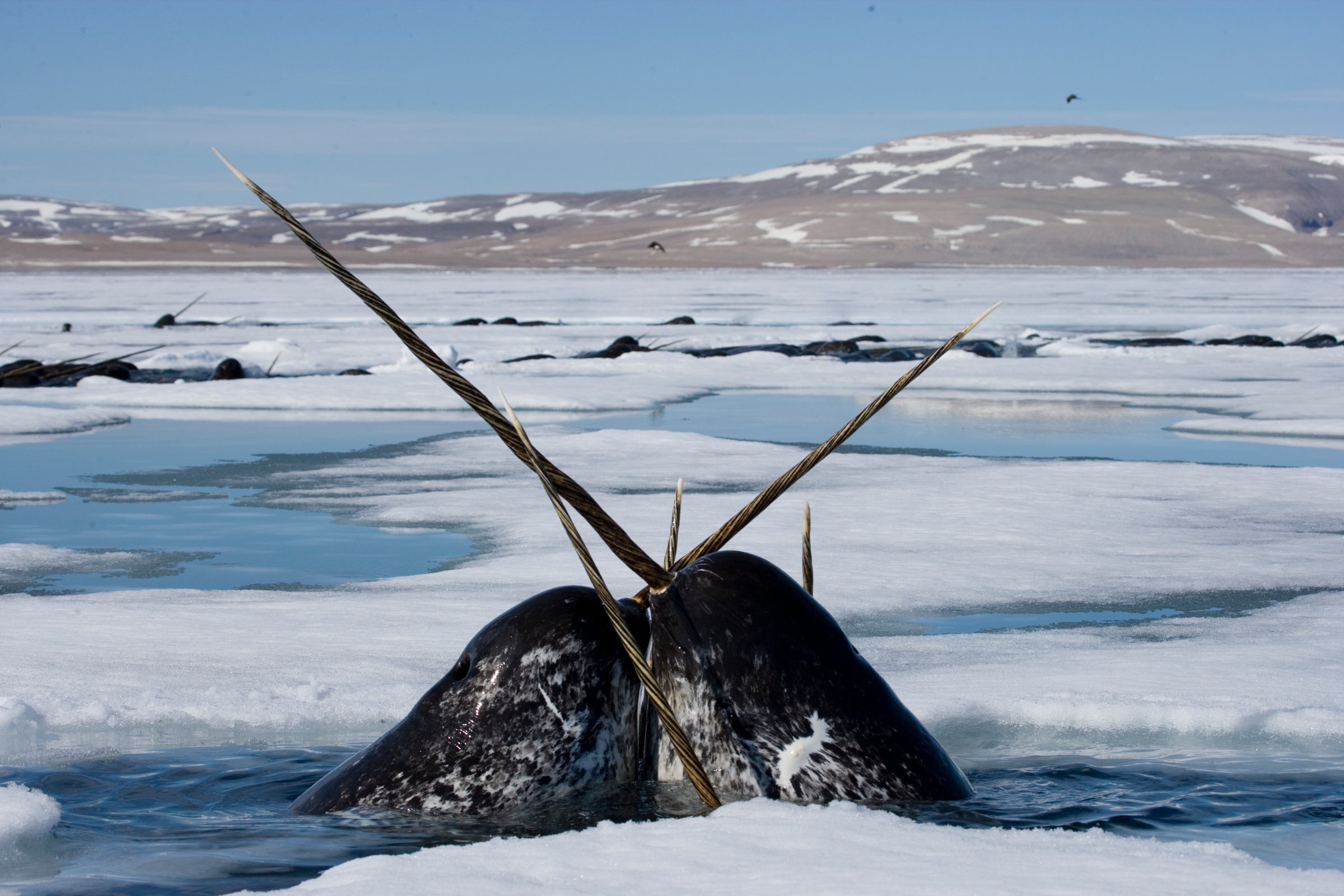 protégeons le refuge de glace des narvals - WWF-Canada
