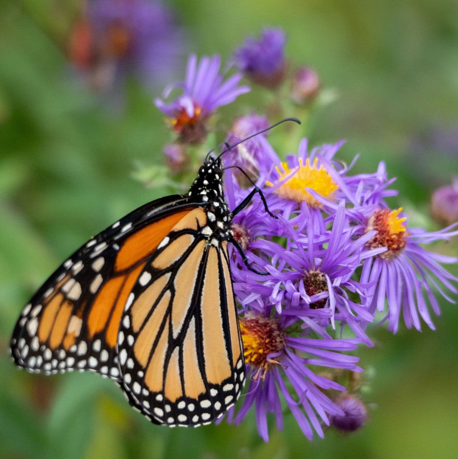 A monarch butterfly