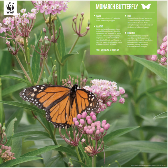 a picture of the monarch butterfly poster