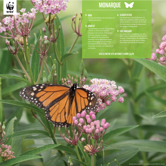 Monarque - WWF-Canada