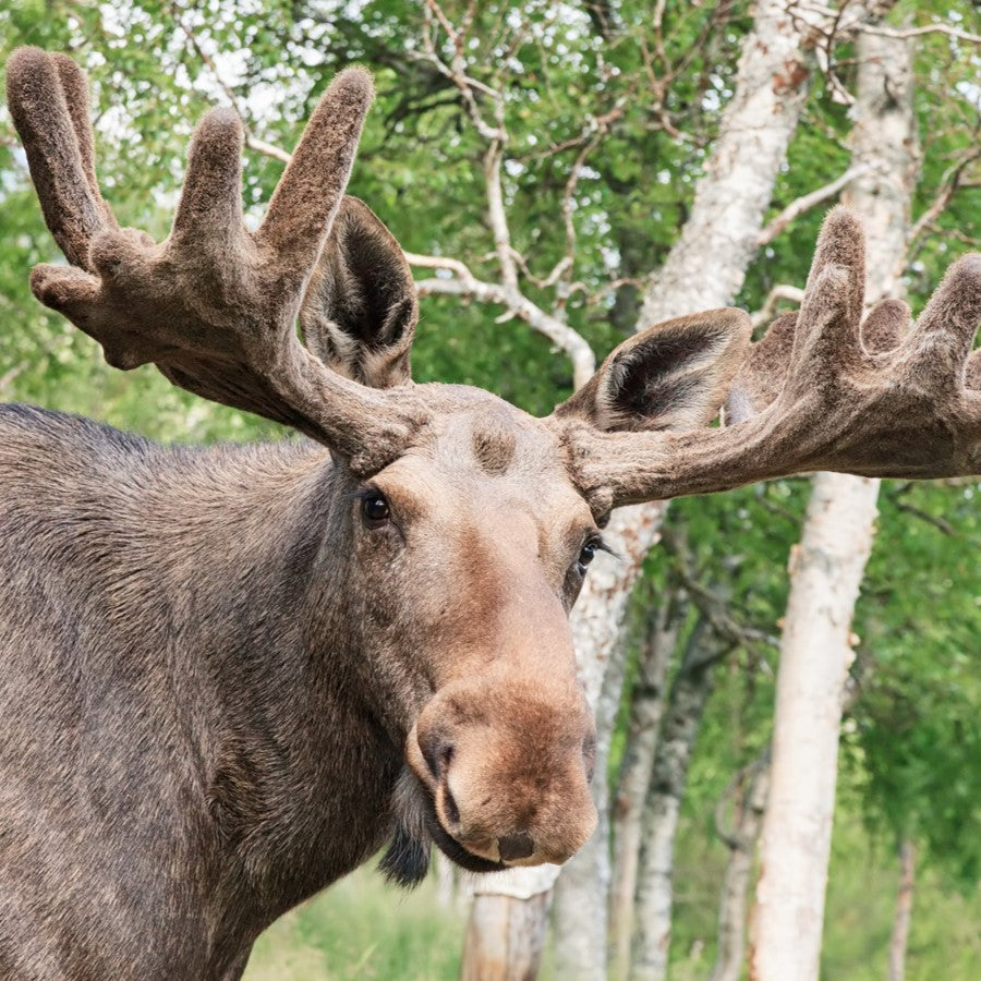 Moose - WWF-Canada