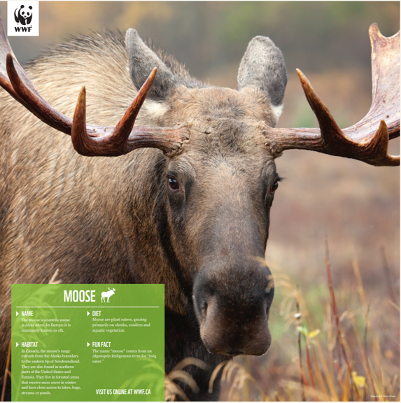 Moose - WWF-Canada