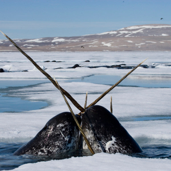 Narwhal - WWF-Canada