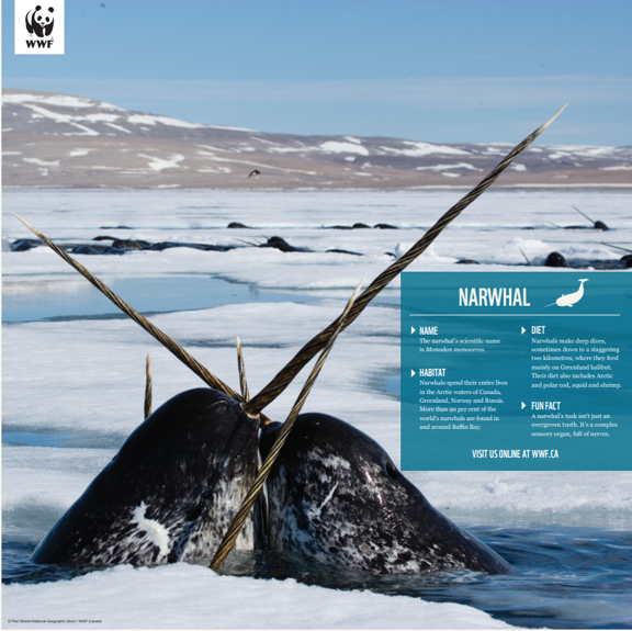 Narwhal - WWF-Canada