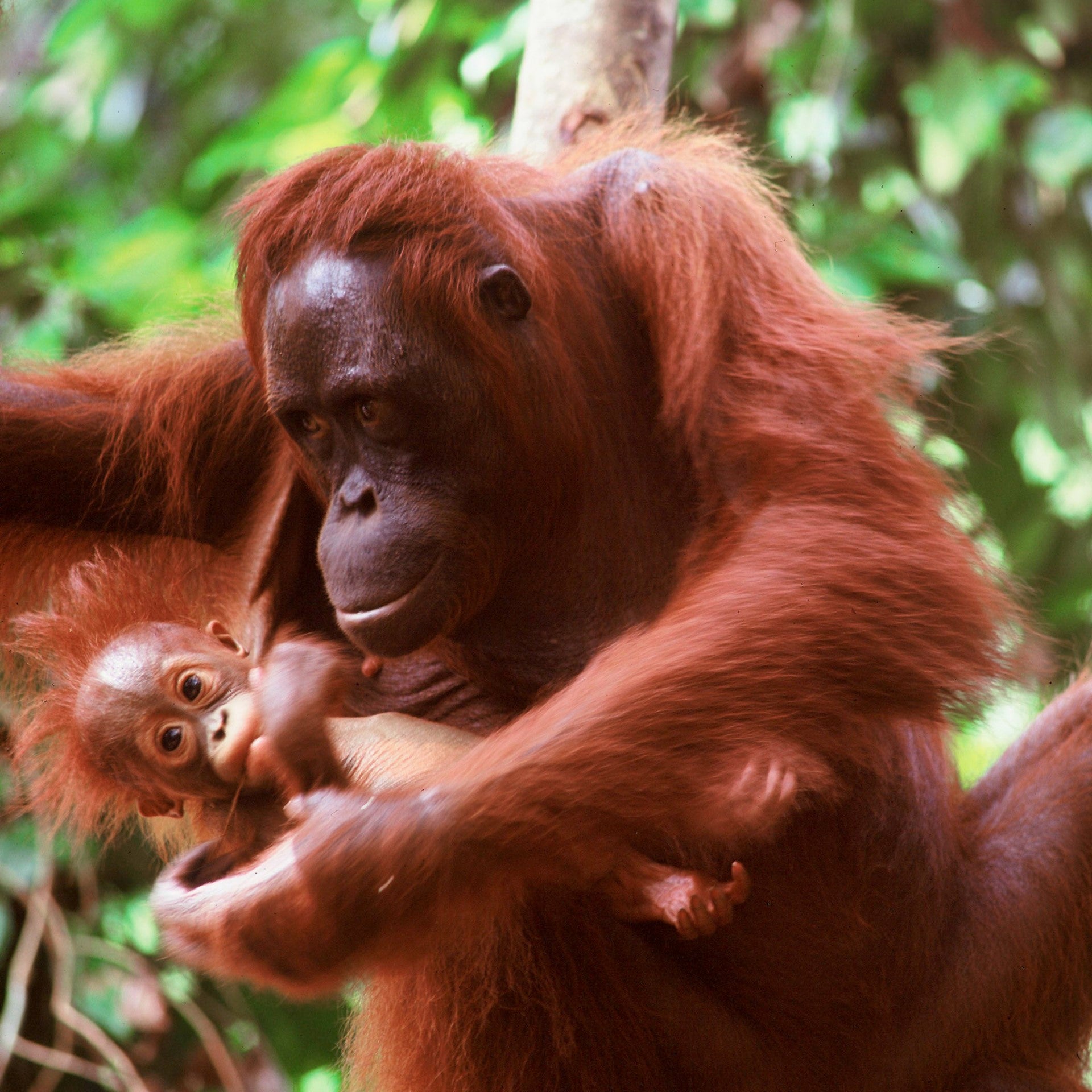 A picture of a mother orangutan and her baby