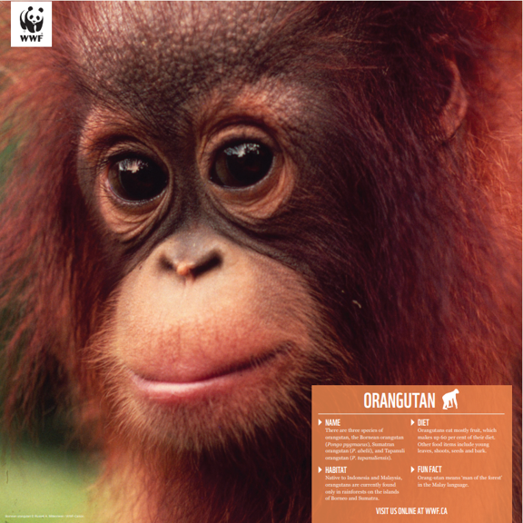 Orangutan family - WWF-Canada