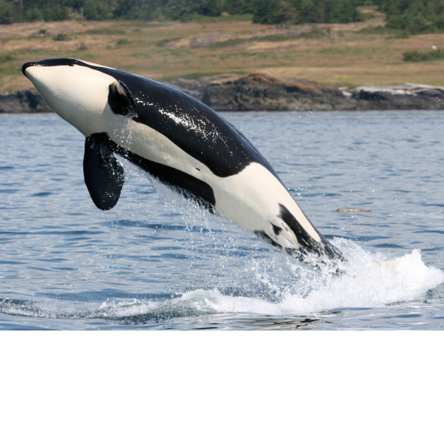 A southern resident killer whale (orca)