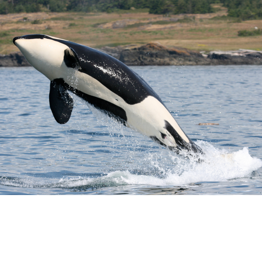 offrons le silence à un épaulard - WWF-Canada