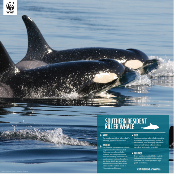 Orca - WWF-Canada