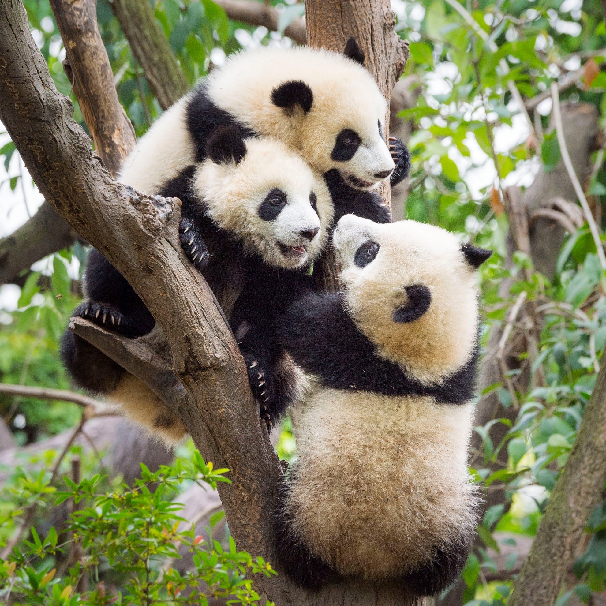 three panda cubs in a tree