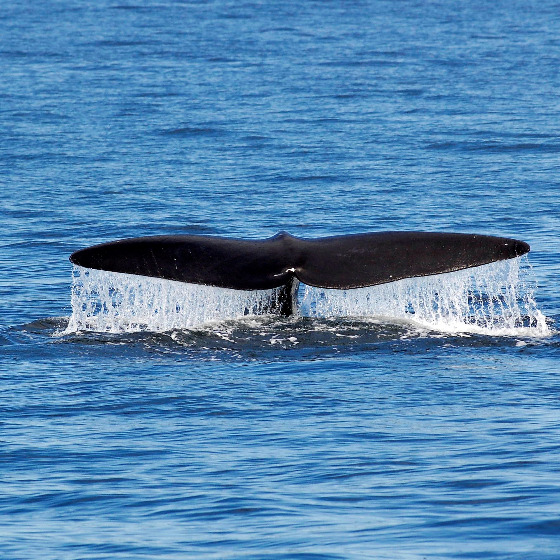 The tail of a Northern right whale appearing above water