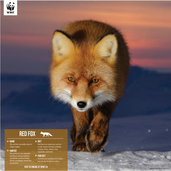 Red fox - WWF-Canada